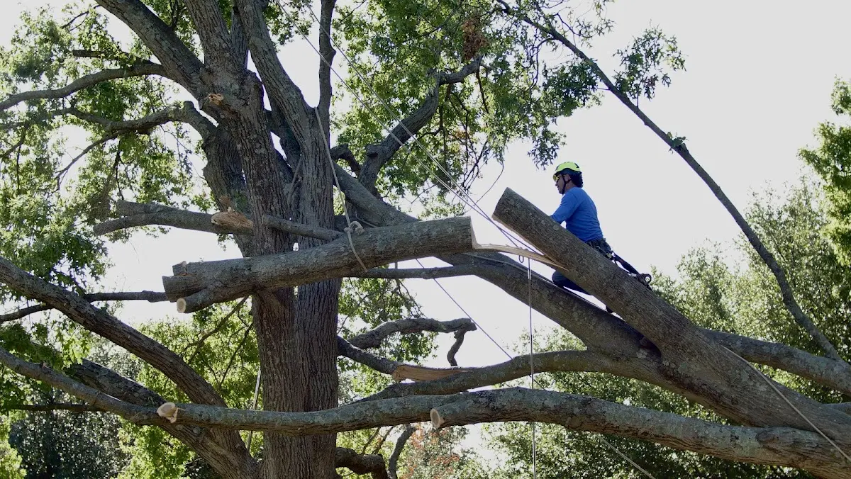 Professional Hazardous Tree Removal performed by certified arborists in Leflore