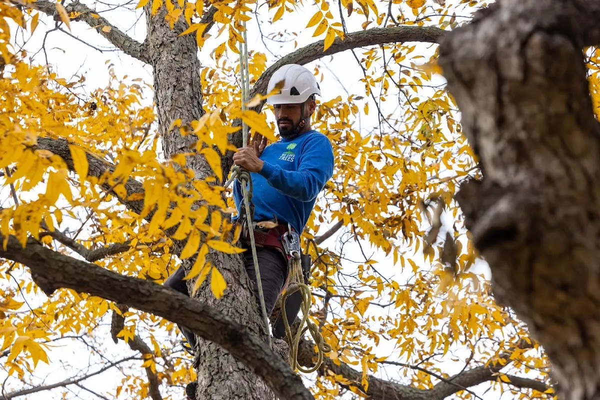 Skilled Tree Pruning crew working in Leflore