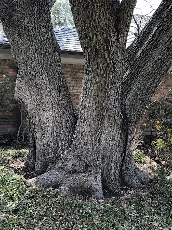 Mature heritage tree close to a Leflore property cared for by certified arborists